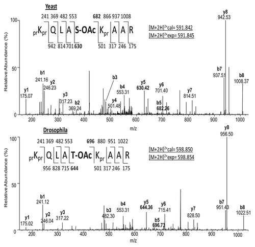 Figure 2. Yeast S22ac and Drosophila T22ac. The top panel shows the MS/MS spectrum of the [M+2H]2+ precursor ion at 591.845 m/z, the 18–26 peptide (prKprQLAS[OAc]KprAAR) of histone H3 of S. cerevisiae. Conversely, the bottom panel shows the MS/MS spectrum of the complementary 18–26 precursor peptide, extracted from Drosophila S2 cell histone samples. Both spectra show that the residue at position 22 is acetylated in a manner that is independent of the residue; serine in yeast and threonine in Drosophila.
