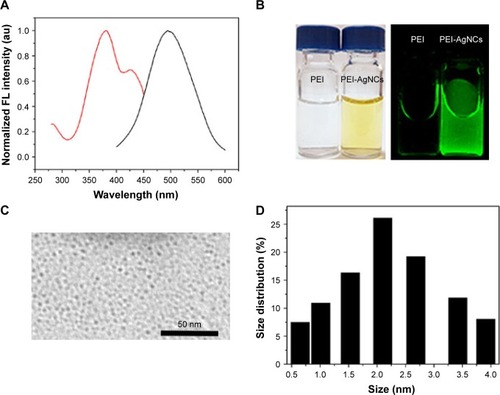 Figure 1 Characterizations of PEI-AgNCs. (A) Excitation (left) and emission (right) spectra of PEI-AgNCs (Ex =380 nm/Em =500 nm). (B) Photographs of AgNCs under visible light (left) and 365 nm UV light irradiation (right). (C) TEM image of PEI-AgNCs; scale bar, 50 nm. (D) Size distribution histogram of PEI-AgNCs.Abbreviations: PEI-AgNCs, polyethyleneimine-capped silver nanoclusters; TEM, transmission electron microscopy; Ex, excitation; Em, emission; UV, ultraviolet; FL, fluorescence.