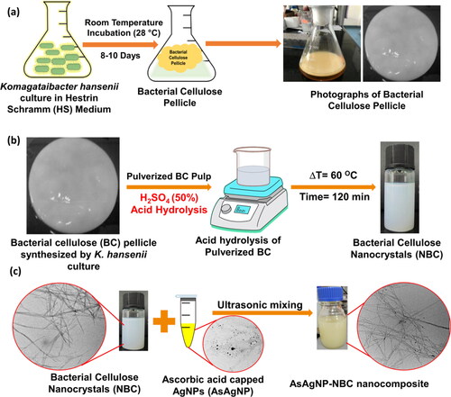 Figure 1. Schematic illustration of Bacterial cellulose production, acid hydrolysis and Nanocomposite formation.