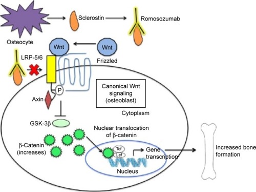 Figure 2 Mechanism of action of romosozumab.