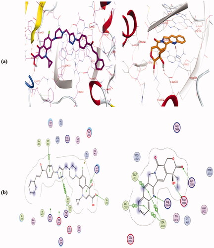 Figure 12. Binding mode and H-bonds interactions of compound 4a (left) and camptothecin (right) within ‎1T8I ‎active site: (a) 3 D structure and (b) 2D interactions.