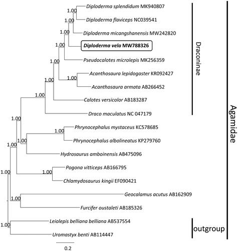 Figure 1. Majority rule consensus tree of PCGs of 18 species of Agamidae inferred using MrBayes v.3.2.2 (Ronquist et al. Citation2012) with a GTR + I + G substitution model selected by MrModelTest 2.3 (Nylander Citation2004) under the Akaike information criterion. DNA sequences were aligned in MEGA 7 (Kumar et al. Citation2016). Node numbers show Bayesian posterior probabilities. Branch lengths represent means of the posterior distribution. GenBank accession numbers are given with species names.