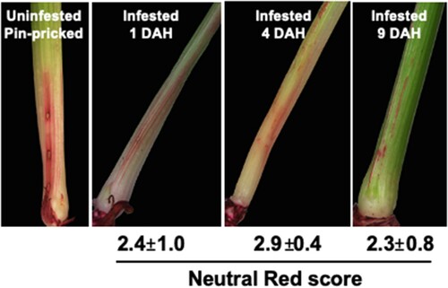 Figure 3. Changes in plant cell wall permeability in Kitaake rice seedlings. Permeability was determined by neutral red (NR) staining. Representative uninfested control rice plant was pin-pricked and stained to differentiate staining caused by physical damage and larval feeding. Representative NR stained Hessian fly-infested rice seedlings at 1, 4, and 9 DAH time points show NR staining as blush and solid lines that are restricted at the larval feeding site. Scores for the staining are given below the images as means of staining scores from 7 biological replicates ± standard error of mean.