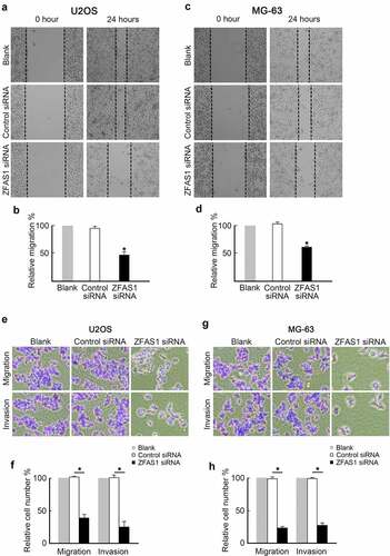 Figure 4. Knockdown of ZFAS1 inhibits osteosarcoma cells metastasis.