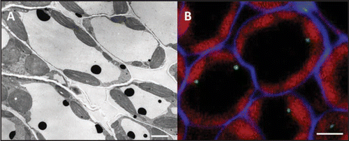 Figure 2 (A) Cytochemical localization of CrPrx1 in C. roseus mesophyll cells using DAB and H2O2. (B) Green—immunofluorescence localization of AGPs using MAB Jim13 in C. roseus mesophyll cells. Blue—cell walls stained with calcofluor. Red—chloroplast autofluorescence. Bar = 4 µm.