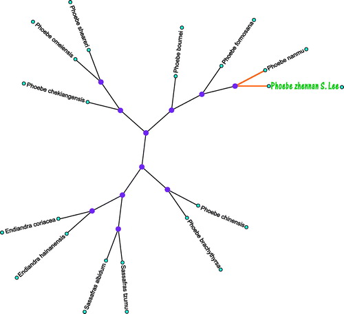 Figure 1. The maximum likelihood (ML) tree inferred from P. zhennan S. Lee and other 12 plants chloroplast genomes. This tree was drawn without setting out groups. All nodes exhibit above 90% bootstraps. The length of branch represents the divergence distance. The NCBI database accession number of P. zhennan S. Lee to P. zhennan S. Lee in the counterclockwise direction is, NC036143.1, NC272328.1, NC034926.1, NC031191.1, NC031190.1, NC034925.1, HM268714.1, HM268814.1, AF268832.1, AF272336.1, NC0372339.1, NC038324.1.