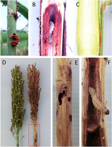Figure 2. Stem and panicle damage on field sorghum. Field plants were observed for stem and panicle damage and stem borer presence. (A) Displaced purple pigmented pith in stem. (B) Caterpillar of Asian corn stem borer (O. furnacalis) in stem of sorghum showing purple colored internal gallery. (C) Clean/un-attacked section of stem. (D) Effect of stem borer on panicle and grain development and formation of dead hearts; red square area is further depicted in (E), (F). (E) Entry/exit holes of the larval stage of stem borers. (F) Stem borer damage in sorghum stem with caterpillar of Asian corn borer (O. furnacalis). Photos taken during 2016–2018 seasons.