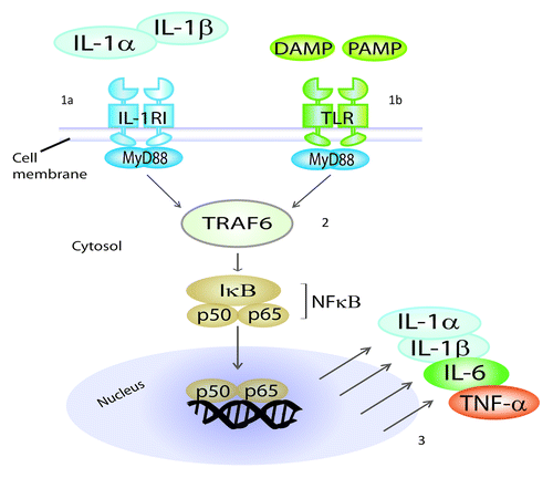 Figure 3. IL-1RI and TLRs share a common intracellular signaling pathway. Mature IL-1α and IL-1β mediate their functions by binding to the same IL-1 receptor I (IL-1RI) which is present on the surface of most cells (1a). Pathogen-associated molecular patterns (PAMP) and damage/danger-associated molecular patterns (DAMP) bind to Toll-like receptors (TLRs) (1b). IL-1RI and TLRs share a common intracellular signaling pathway (2), which leads to activation of NFκB and hence to the production of pro-inflammatory cytokines, such as IL-1α, IL-1β, IL-6 and TNFα (3). Therefore, IL-1α and IL-1β function within positive feedback loops in inflammation. Because of this common signaling pathway, IL-1α and IL-1β operate as natural adjuvants, mimicking the detection of microbial products by TLRs. MyD88, Myeloid Differentiation primary response gene 88; TRAF6, TNF receptor associated factor 6.