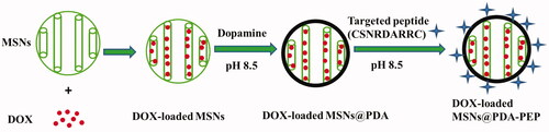 Scheme 1. Schematic representation of the preparation techniques of DOX-loaded MSNs@PDA-PEP.
