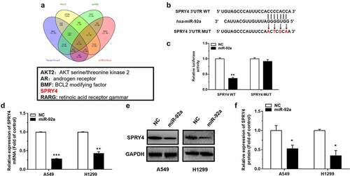 Figure 3. SPRY4 is a direct target of miR-92a.