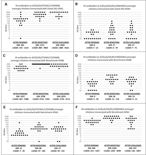 Figure 1. Density dot plots illustrating the HI responses of the chickens immunised with the Zoetis RG-H5N1, Benchmark-H5N8 and Benchmark-H5N1 vaccines. The three dot plots in graph (A) illustrate the serological response of birds immunised with Zoetis RG-H5N1 after priming (left), boosting (middle) and post-challenge (right) when evaluated with the H5N8 HI antigen. Graph (B) illustrates the HI results obtained using the H5N1 HI antigen to evaluate the sera of the birds immunised with Zoetis RG-H5N1. Graphs (C) and (D) show the corresponding results obtained with sera from chickens immunised with Benchmark-H5N8. Graphs (E) and (F) demonstrate the corresponding results with sera from birds immunised with Benchmark-H5N1. GM = Geometrical mean, GSD = Geometrical standard deviation.