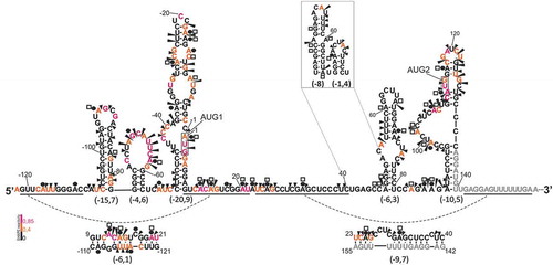 Figure 3. Secondary structure model of the 5′-terminal region of p53 mRNA-122, RNA-122. First nucleotide of the start codon is labelled as 1 and all nucleotides in the 5′ direction are denoted by negative numbers. Pb2+-induced cleavages are shown as black arrowheads and DMS modification sites in vitro and in the cell culture are denoted by black circles and white squares, respectively. Nucleotides are marked in red, orange and black, according to their SHAPE reactivity. Nucleotides labeled with gray represent primer binding sequence used in reverse transcription reaction. Alternative arrangement of the region U41 – U81 is also shown in the frame. Free energy values for selected structural motifs are shown in parentheses.