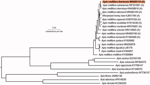 Figure 1. Phylogenetic tree showing the relationship between Apis mellifera iberiensis (GenBank: MN585110) and 23 other honey bee mitochondrial genomes. The sequences from 13 protein-coding genes and two rRNAs were used to build the tree. The tree is midpoint rooted. Node labels indicate bootstrap values and unlabeled lineages are 100%. The GenBank accession numbers are given after the species names. Subspecies of African (A)-lineage are denoted with (A).