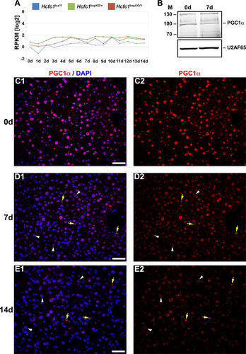 FIG 4 Hcfc1hepKO/Y male livers display reduced PGC1α protein levels. (A) The total Ppargc1a transcript expression level in control Hcfc1lox/Y (blue), Alb-Cre-ERT2tg; Hcfc1hepKO/+ (green), and Alb-Cre-ERT2tg; Hcfc1hepKO/Y (red) livers. RPKM, reads per kilobase of transcript per million mapped reads. (B) Immunoblotting with anti-PGC1α antibody and anti-U2AF65 antibody as a loading control with liver lysates of samples collected from control (0d) liver and Alb-Cre-ERT2tg; Hcfc1hepKO/Y male livers 7 days after tamoxifen treatment. M, molecular size (in kilodaltons). (C to E) Immunofluorescence analysis of paraffin-embedded sections from control (0d) liver (C) and Alb-Cre-ERT2tg; Hcfc1hepKO/Y male livers 7 (D) and 14 (E) days after tamoxifen treatment stained with DAPI (blue) and PGC1α (red) antibody (left) or PGC1α antibody alone (right). Arrowheads point to hepatocyte nuclei, and arrows point to non-hepatocyte cell nuclei. Scale bars, 50 μm.