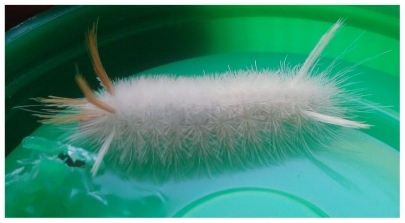 Figure 2 Picture of the larvae of the sycamore tussock moth, Halysidota harrisii Walsh, 1864.
