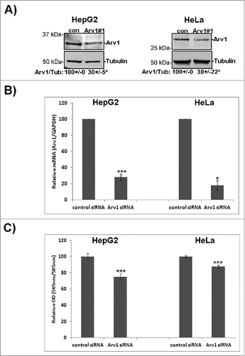 Figure 3. Arv1 is required for proper cell division. (A) HepG2 and HeLa cells were transfected with siRNA targeting an universal control or Arv1 and its depletion relative to Tubulin was confirmed by Western blot analysis. Average of 3 independent experiment (± S.E) is indicated below the Western blot, where significant differences is indicated as *p<0.01. (B) Depletion of Arv1 mRNA relative to GAPDH (loading control) was also assessed by quantitative real time PCR in both HepG2 and HeLa cells. The graph shown is based on the average of three independent experiments (± S.E). Significance are indicated as *p<0.05 and ***p<0.01. (C) Proliferation in Arv1 depleted cells and control cells were determined using the Click-iT EdU microplate assay. The average of three separate experiments, with six technical replicates per experiments, is presented (± S.E). Significant different results are indicated as ***p<0.01. (D) HeLa cells on cover slips were transfected with Arv1-pEGFP or Arv1(T806C,A809C)-pEGFP for 18 hours. Next the cells were transfected with control or Arv1 siRNA #1. 1) The cells were harvested after 48 hours, fixed, permeabilized and stained with anti-Tubulin (white) and Hoechst (blue). Representative confocal micrographs images of multinuclear cells (indicated by arrow heads) are shown (upper panel). Scale bar is 10 μm. At least 200 cells were imaged per experiment and used to quantify the percentage multinuclear cells induced by the different treatments. The graph shows the average of at least 4 separate experiments (± S.E). Significant differences are indicated as ***p<0.01. 2) The expression of Arv1-GFP under each condition was determined by Western blot analysis, where Calnexin represents the loading control. Densitometry analysis of GFP/Calnexin expression (±S.E) is indicated below. Significant difference is given as *p<0.05. (E) The percentage of multinuclear cells in control and Arv1 siRNA transfected HepG2 cells was determined using the 405-nm laser on an ImageStreamX imaging flow cytometer. The graph represents the average of two separate experiments (± S.E). (F) The number of egg chambers containing multinuclear follicle epithelial cells (FEs) (asterisk) was quantified in ovaries from wild type (w1118) and arv1-mutant Drosophila melanogasters. The average of 3 independent experiments is shown in the graph (± S.E) and significant differences are indicated (*** p<0.01). Scale bar, 5 μm.