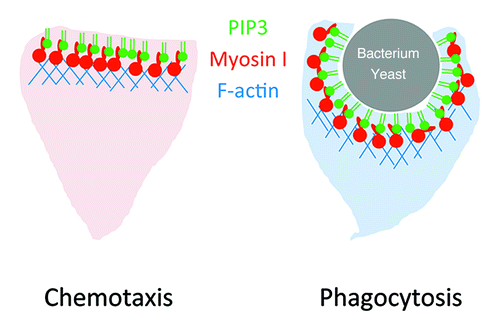 Figure 3. Model for PtdIns(3,4,5)P3-binding myosin I. PtdIns(3,4,5)P3 recruits myosin I to the plasma membrane of the leading edge and activates actin polymerization during chemotaxis and phagocytosis.