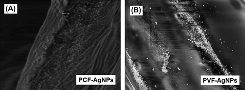 Figure 3. Representative SEM micrographs of AgNPs adsorbed onto fibers: (A) PCF; and (B) PVF.