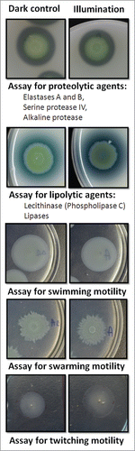 Figure 7. Sub-lethal BLT does not affect virulence factor production/activity. By applying sub-lethal BLT to P. aeruginosa isolates, we analyzed the effects of phototreatment on the production and/or activity of virulence factors. (upper panel) Proteolytic enzymes (i.e., elastases A and B, serine protease IV, and alkaline protease). Skim milk agar plates were employed to analyze the overall proteolytic activity of the bacteria. P. aeruginosa cultures (“dark control:” kept in the dark; “illumination:” sub-lethal BLT; fluence 10 J/cm2; 15.7 mW/cm2; λ 405 nm; duration of irradiation: 637 sec) were transferred onto agar plates and incubated for 18 hrs at 37°C; clear zones around the colonies were indicative of total proteolytic activity. The test was performed for all P. aeruginosa strains employed in the study, but the results for only one strain (no. 133/K) are shown in the figure. (middle panel) Lipolytic agents (phospholipase C and lipases). Lipolytic activity was analyzed using egg yolk agar plates. Bacterial cultures (“dark control:” kept in the dark; “illumination:” sub-lethal BLT; fluence 10 J/cm2; 15.7 mW/cm2; λ 405 nm; duration of irradiation: 637 sec) were transferred onto agar plates and incubated for 48 hrs at 37°C. After 24 hrs, white precipitate halos around the colonies were indicative of phospholipase and lipase activity. The test was performed for all P. aeruginosa strains employed in the study, but the results for only one strain (no. 133/K) are shown in the figure. (lower panels) Bacterial motility (swimming, swarming, and twitching). Swimming and swarming motility assays were performed using M8 agar plates, and twitching motility was analyzed on LB agar plates. After incubation, bacterial growth zones were measured. The motility test was performed for all P. aeruginosa strains used in the study, but the results for only one strain (no. 133/K) are shown in the figure. Each motility assay was performed for 3 independent experiments, with one repetition per sample.