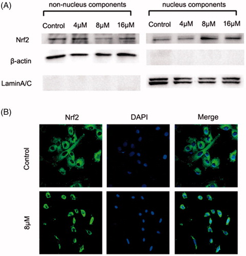 Figure 6. ZJ01 induced nuclear translocation of Nrf2 in H9c2 cells. H9c2 cells were treated with different concentrations of ZJ01 for 6 h. (A) Western blotting analysis of nuclear and non-nuclear Nrf2 protein levels. (B) Immunofluoresence staining analysis of Nrf2 localization. Nuclei were counterstained with PI.