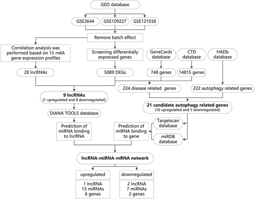 Figure 1. The flow chart of m6A modification-related lncRNA-miRNA-mRNA network in regulating autophagy and affecting the development of AP screened through bioinformatics technology.