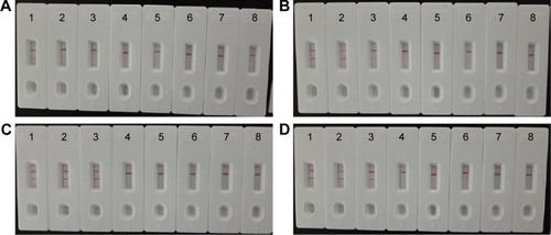 Figure 7 The optimal duration of time required for MCDA-LFB assay.Notes: Four different reaction times (A) 10 min, (B) 15 min, (C) 20 min, and (D) 25 min were tested and compared at 61°C. Strips 1–8 represent DNA levels of 10 ng of Listeria monocytogenes templates, 10 pg of L. monocytogenes templates, 10 fg of L. monocytogenes templates, 1 fg of L. monocytogenes templates, 0.1 fg L. monocytogenes templates per tube, negative control (Listeria ivanovii, 10 pg per reaciton), negative control (Salmonella, 10 pg per reaction), and blank control (DW). The best sensitivity was seen when the amplification lasted for 20 min (C).Abbreviations: DW, double distilled water; LFB, lateral flow biosensor; MCDA, multiple cross displacement amplification.