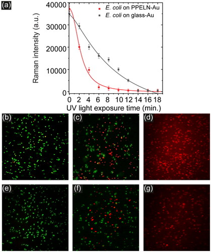 Figure 4. (a) Background-subtracted intensity for 1520 cm−1 from E. coli on PPELN-Au (black square) and from E. coli on glass-Au (red circle) as a function of irradiation time. Fluorescence images of E. coli on PPELN-Au at (b) 0 minutes, (c) 2 minutes, and (d) at 4 minutes. Fluorescence images of E. coli on glass-Au at 0 minute, (f) 4 minutes, and (g) at 14 minutes.