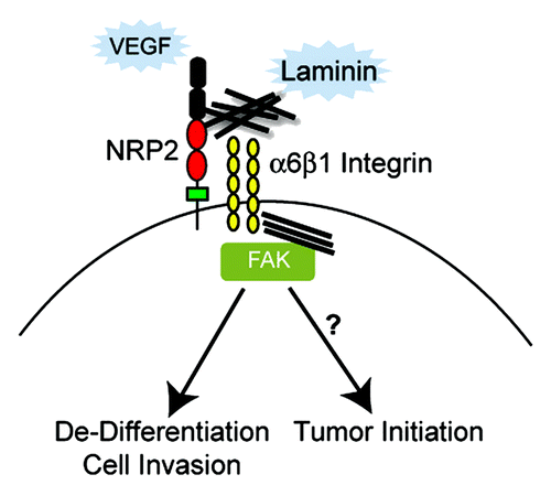 Figure 3. The function of the α6β1 integrin is regulated by VEGF/NRP2 signaling in tumor cells. An integrated model is presented based on the data and discussion highlighted in this review. Oncogenic stimuli such as loss of PTEN function induce NRP2 expression.Citation34 VEGF produced by tumor cells binds NRP2 (autocrine signaling) and NRP2 associates with α6β1 enabling this integrin to interact with laminin, engage the cytoskeleton and form focal adhesions. A critical component of this mechanism is that VEGF/NRP2 signaling facilitates FAK activation by α6β1. The possibility that this concerted activation of FAK by VEGF/NRP1 and α6β1 signaling contributes to tumor de-differentiation and initiation by regulating the expression of key stem cell factors should be investigated.