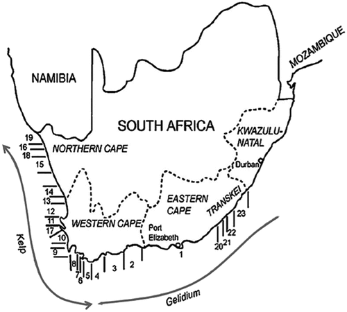 Figure 1. Map of the South African coast with the 23 Seaweed rights concession areas. Areas 5–9, 11–16 and 18–19 contain kelp rights (DAFF Citation2013).