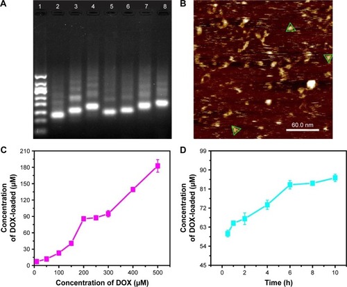 Figure 1 (A) Gel electrophoretic analysis of DNA TD (1, 50 bp marker; 2, TD; 3, 1F-TD; 4, 2F-TD; 5, 1SL2B-TD; 6, 2SL2B-TD; 7, 1F/1SL2B-TD; 8, 2F/2SL2B-TD); (B) AFM image of DNA TD (green triangles outline the TD); (C) concentration of loaded DOX by DNA TD with increasing added DOX; (D) concentration of loaded DOX by DNA TD with increasing incubation time.Abbreviations: TD, tetrahedron; bp, base pair; F, folic acid; AFM, atom force microscopy; DOX, doxorubicin.