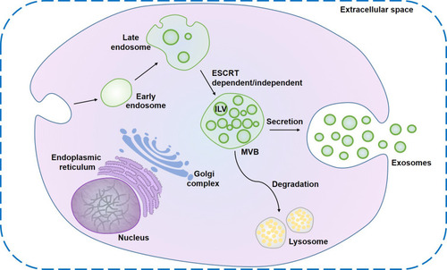 Figure 1 Biogenesis of exosomes. Exosome formation originates from the early endosomes formed by plasma membrane invagination. The membranes of mature late endosomes buds inward to form ILVs and transform into MVBs. After the MVBs fuse with the plasma membrane, ILVs are released into the extracellular space to form exosomes.