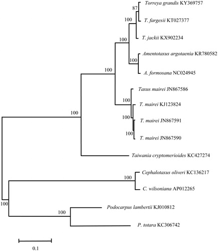 Figure 1. Phylogenetic position of Torreya grandis inferred by maximum likelihood (ML) of complete cp genome. The bootstrap values were based on 1000 replicates, and are shown next to the nodes.