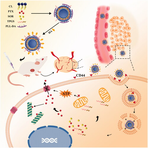 Figure 1. Schematic illustration of HA-TPD-CL-PTX/SOR liposome for co-delivery of PTX and SOR to overcome MDR in cancer cells. Drug delivery includes steps of intravenous injection, active targeting of liposome, degradation of HA by HAase together with the exposure of PLL-DA at HAase-rich lysosome, release of drugs, action on mitochondria function and inhibition of P-gp efflux by TPGS to further enhance drug accumulation in cancer cells.