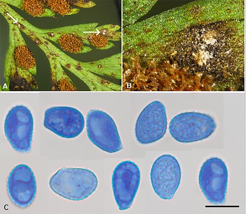 Figure 4. Milesinia asplenii-bulbiferi on Asplenium bulbiferum: A, B, Uredinia (white, arrows; fern sori brown). C, Urediniospores (in aniline blue). Scale bars = 20 μm.