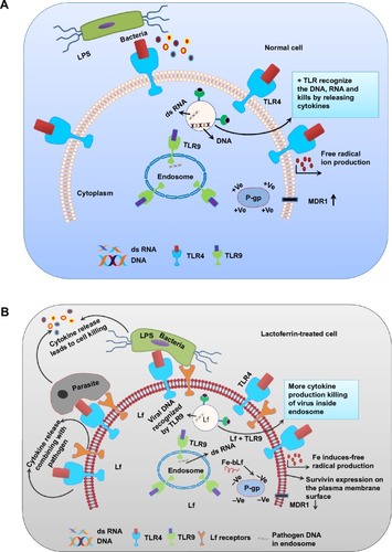 Figure 7 (A) Normal cell showing less TLR expression, less free radical production, and less phagocytic capacity. (B) Lactoferrin-treated cell showing better phagocytosis, more TLR signaling, more free radical production, and less MDR1 gene expression after treatment with iron-saturated lactoferrin.