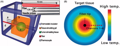 Figure 1. Schematic of the model for determination of temperature distributions. (A) Schematic diagram of the simulation model for ex vivo temperature measurement during interstitial photothermal therapy. (a) A thermostatic incubator providing constant temperature environment as in live animals. (b) A phantom gel (10%) simulating the normal tissue surrounding the tumour. (c) A bovine liver tissue buried inside the gel simulating tumour tissue. (d) An optical fibre with an interstitial cylindrical diffuser (10 mm) which was directly inserted into the centre of the target tissue for photothermal therapy. (e) Needle probes of thermocouple inserted in the tissue, paralleling the fibre with a separation of 1.28 mm. (B). A sectional view of temperature distribution in target tissue during interstitial laser irradiation. The black circle in the centre of the target tissue represents the active lens of the laser fibre. Channels 1–8 represent eight needle probes of thermocouple that were inserted in the tissue parallelling to the fibre tip. Ring chromaticity diagram of the target tissue indicates the temperature distribution during photothermal therapy. The spatial range for tissue temperature measurement (with eight needle probes) is 1.28–10.24 mm away from the laser fibre tip.