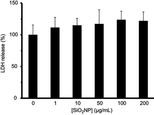 Figure 13 SiO2 NPs cause no increase in the level of LDH in cell culture medium. hMSCs cells were incubated with varying concentrations of SiO2 NPs for 24 hrs before examining the LDH activity of cell culture medium.
