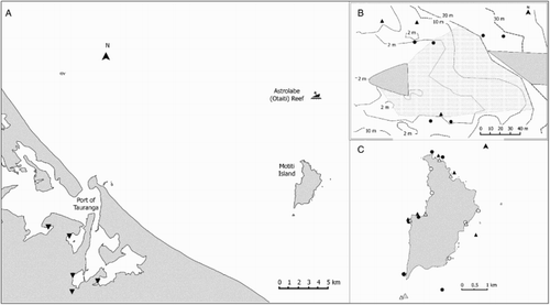 Figure 1. A, Area of operations of the barge and tug in Tauranga harbour, Mōtītī Island and Astrolabe Reef denotes the locations of pitfall trapping; B, Location of dive searches at Astrolabe Reef in May (▴) and October (●) 2013. The shaded area depicts the bow and stern sections of the Rena. The debris zone is shown as stipple; C, Locations of dive (●) and shoreline searches at Mōtītī in May (▴) and October (○) 2013.
