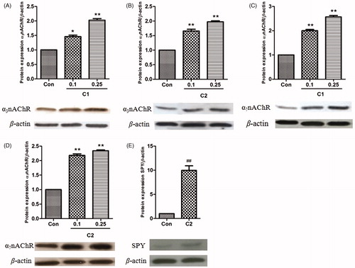 Figure 4. Effects of polydatin (C1) and emodin-8-O-β-d-glucoside (C2) on protein expression of α7 nAChR, α3 nAChR and SPY in SH-SY5Y cells. Protein expression of α3 nAChR in SH-SY5Y cells treated with 0.1 and 0.25 mg/mL C1 (A) or C2 (B); protein expression of α7 nAChR in SH-SY5Y cells treated with 0.1 and 0.25 mg/mL C1 (C) or C2 (D); protein expression of SPY in SH-SY5Y cells treated with 0.1 mg/mL C2 (E); compared with the control group, *p < 0.05 and **p < 0.01. The image shown is representative of three independent experiments.