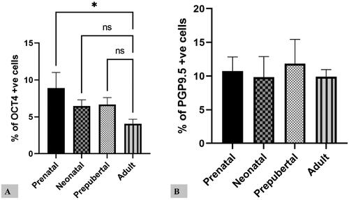 Figure 4. Proportion of positive cells for OCT4 (A) and PGP9.5 (B) in all prenatal and postnatal life stages.