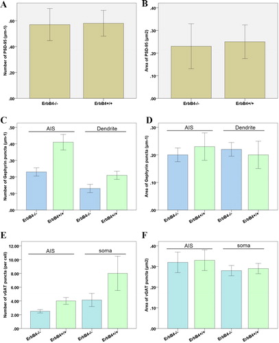 Figure 2. Effect of ErbB4 knockout. Effect of ErbB4 knockout: on the number (A) and size (B) of PSD-95 clusters in GABA-positive neurons; on the number (C) and size (D) of Gephyrin clusters in the dendrites and axons of pyramidal neurons; on the number of VGAT clusters in the soma and axons of pyramidal neurons (E) and on the VGAT cluster area of somaclonal neurons and axons of pyramidal neurons.