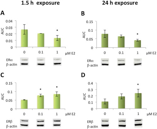 Figure 5. Altered protein expression levels of estrogen receptors (ERα and ERβ) after exposure to 17β-estradiol (E2) in human lens epithelial cells (HLECs)..Decrease in ERα expression levels after exposure to 1 µM E2 for 1.5 h and 24 h (A, B). Elevated ERβ expression levels after exposure to 0.1 µM and 1 µM E2 for 1.5 h (C) and 1 µM E2 for 24 h (D). Data presented from densitometric analyses of Western blot bands normalized to β-actin (n = 3) shown as mean ± SD. Asterisks indicate statistical significance p ≤ 0.05 for comparison with control cells (0 µM E2).