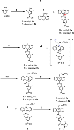 Figure 3.  Synthetic scheme for the synthesis of acridan esters and their N-alkylation reactions with sodium 3-bromopropane sulfonate in [BMIM][BF4]. The acridan N-alkylation reaction also has a charged transition state and is facilitated in the IL [BMIM][BF4]. Reagents: (a) Thionyl chloride, ROH; (b) p-toluenesulfonyl chloride, pyridine; (c) picoline-borane, tetrahydrofuran, 10% HCl; (d) sodium 3-bromopropane sulfonate, potassium carbonate, [BMIM][BF4]; (e) air or oxygen; (f) 1-2 M HCl; (g) TSTU, diisopropylethylamine, DMF.