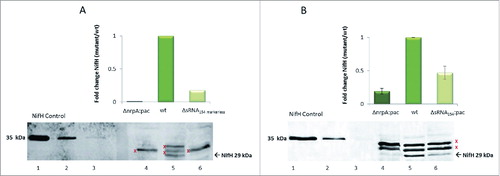 Figure 5. NifH protein expression patterns in the absence of sRNA154 under N- limitation Cell extracts were prepared from exponentially growing cultures of M. mazei wt, M. mazei sRNA154::pac-mutant, M. mazei nrpA::pac mutant and M. mazei sRNA154::markerless mutant strains under N-limitation. Defined amounts of cell extracts were separated by SDS PAGE followed by western blot analysis using polyclonal antibodies generated against NifH. Relative amounts of NifH in the M. mazei sRNA154 deletion and nrpA deletion-mutant strain compared to M. mazei wt strain were calculated using the Aida image analyzer for three independent biological replicates. The average fold-expression changes are depicted, the lower panel represents one exemplarily chosen original western blot. A): lane 1–3, His-NifH standards (20 ng, 10 ng, 5 ng); lane 4, M. mazei ΔnrpA::pac-mutant (100 µg); lane 5, M. mazei wt cell extract (100 µg); lane 6, M. mazei ΔsRNA154::markerless-mutant strain (100 µg); B lane 1–3, His-NifH standards (20 ng, 10 ng, 5 ng); lane 4, M. mazei ΔnrpA::pac-mutant strain (50 µg); lane 5, M. mazei wt cell extract (50 µg); lane 6, M. mazei ΔsRNA154::pac-mutant (50 µg). X, protein bands which are also present under NH4+ sufficient growth conditions under which NifH protein is not translated.