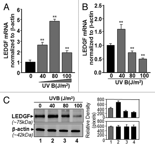 Figure 2. Effect of single or multiple doses of UVB exposure on the expression of LEDGF mRNA. (A) Single exposures to variable doses of UVB differentially enhanced LEDGF expression in LECs. Cultured cells were exposed one time to different doses of UVB radiation as shown. Real-time PCR analysis was performed with mRNA isolated from hLECs, and expression of LEDGF mRNA was normalized with β-actin. Values are mean ± SD of three independent experiments. Asterisks indicate statistically significant difference (p < 0.001 vs. control). (B) Multiple high doses (80 and 100 J/m2) of UVB exposure suppressed the LEDGF mRNA expression. Real-time PCR analysis was performed with mRNA isolated from hLECs after multiple exposures to UVB (three times at 24h intervals) . Values are mean ± SD of three independent experiments. Asterisks indicate statistically significant difference (p < 0.001 vs. control). (C) LECs exposed to multiple high doses (80 and 100 J/m2) of UVB radiation displayed reduced LEDGF protein expression. Cells were either unexposed or exposed to UVB radiation three times at variable doses at 24h intervals. After 96h, nuclear extract was isolated, resolved onto SDS-GEL and immunoblotted using antibody specific to LEDGF. The membrane was striped or restriped and reprobed with β-actin antibody for internal/loading assessment.