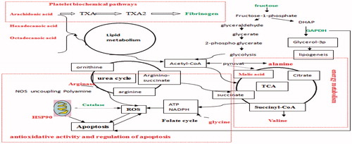 Figure 8. The summarized change at proteomic and metabonomic levels in BD mice liver. Metabolites and proteins in red and green represent an increasing and decreasing concentration in the APH and CTX that interfered, respectively.