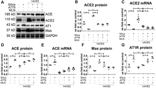 Figure 6 Overexpression of hACE2 regulates lung RAS in hACE2-transgenic silicotic mice. (A) Western blot showing the protein expression of various components of lung RAS in the hACE2-transgenic silicotic mice. (B, C) The protein and mRNA expression levels of ACE2, respectively. (D, E) The protein and mRNA expression levels of ACE, respectively. (F) The protein expression levels of Mas. (G) The protein expression level of AT1R. Protein and mRNA expression levels were quantified based on the results of the Western blot in (A) and RT-qPCR, respectively. Values represent the mean ± SD, n = 3 and n = 6 independent experiments for protein and mRNA detection, respectively, fold change is expressed relative to the control (wild-type mice with no treatments), *P < 0.05 vs corresponding group, **P < 0.01 vs corresponding group.