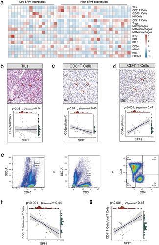 Figure 3. Association between SPP1 and T cell infiltration in RCC.