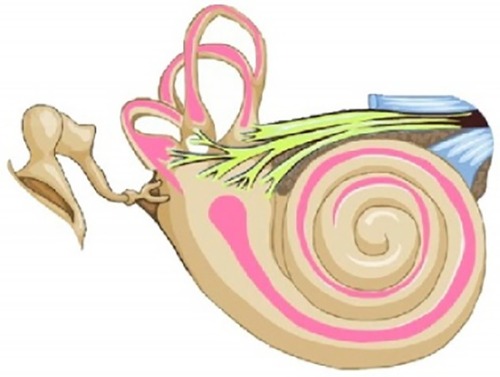 Figure 3 Representation of the endolymph (pink), which is the fluid contained in the membranous labyrinth of the inner ear and has a higher level of potassium than sodium.