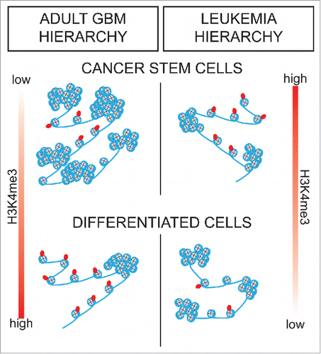 Figure 1. H3K4me3 levels in cancer hierarchies. Functional hierarchies in adult GBM are characterized by low levels of H3K4me3 in the cancer stem cells, and higher levels in the non-tumor-initiating cells. On the contrary, in the leukemic hierarchy the relative levels of H3K4me3 are higher in the cancer stem cells and lower in the more differentiated cells.